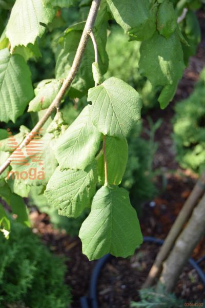 navadna leska "Pendula"