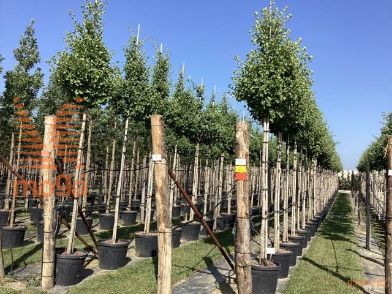 dvokrpi ginko "Fastigiata Blagon"