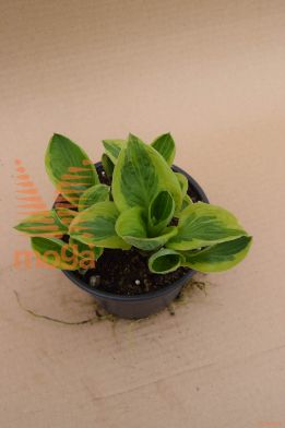 hosta "Brime Cup"