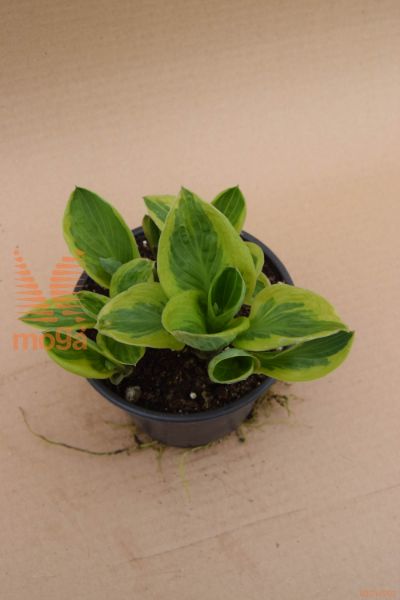 hosta "Brime Cup"