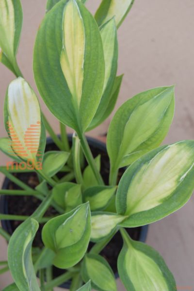 hosta "Gypsy Rose"