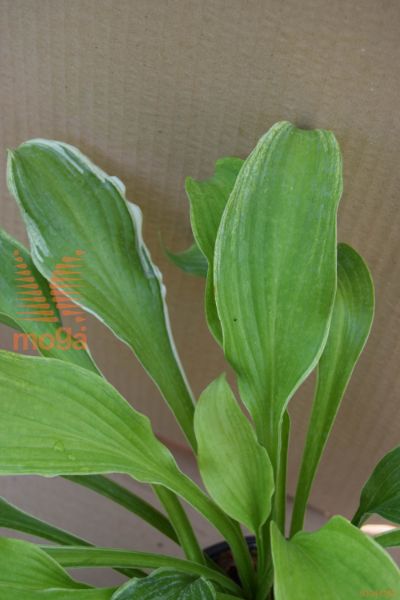 hosta "Wolverine"