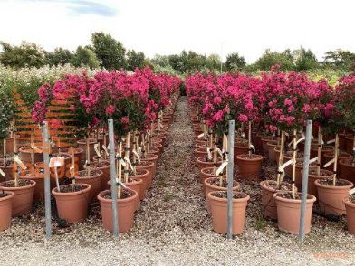 indijska lagerstremija "Pink Velour"