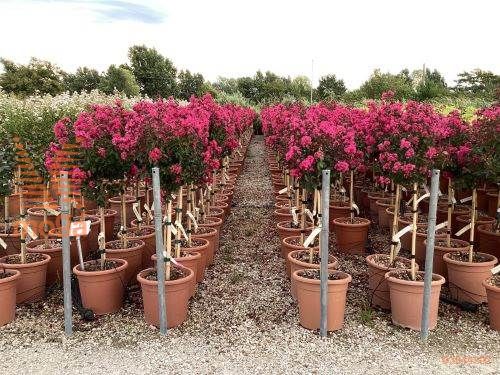 indijska lagerstremija "Pink Velour"