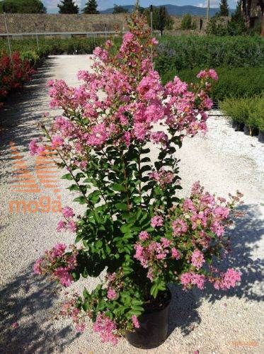 indijska lagerstremija "Superviolacea"