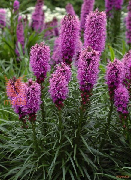 klasnati liatris "Kobold"