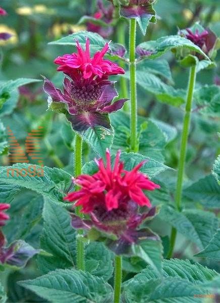 monarda "Fireball"