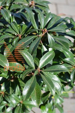 japonski pieris "Bonfire"