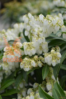 japonski pieris "Debutante"