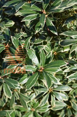 japonski pieris "Little Heath"