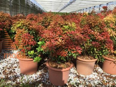 japonski pieris "Mountain Fire"