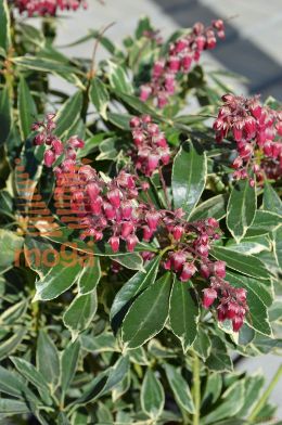 japonski pieris "Sarabande"