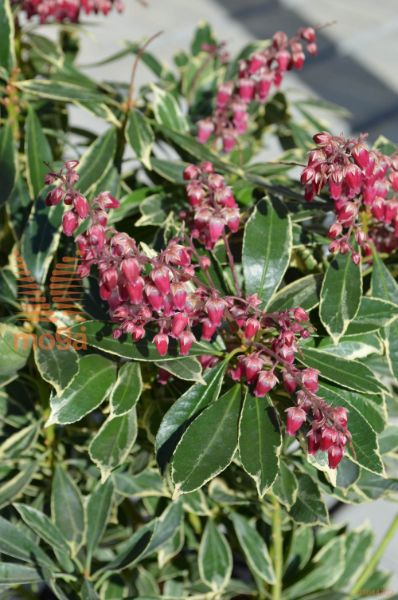 japonski pieris "Sarabande"