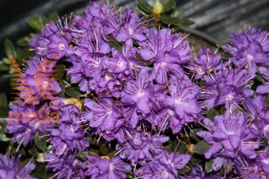 rododendron "Azurika"