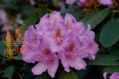 rododendron "Catawbiense Grandiflorum"