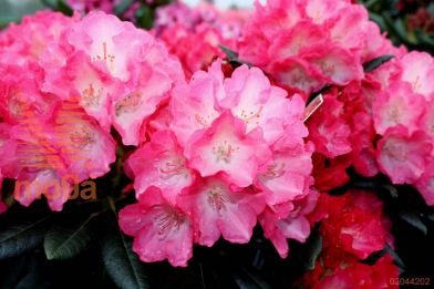 rododendron "Fantastica"