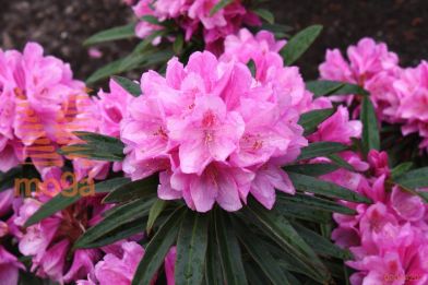 rododendron "Graziella"