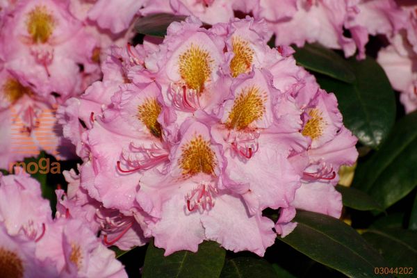 rododendron "Lita"