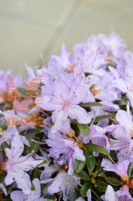 rododendron "Moerheimii"