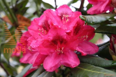 rododendron "Nova Zembla"