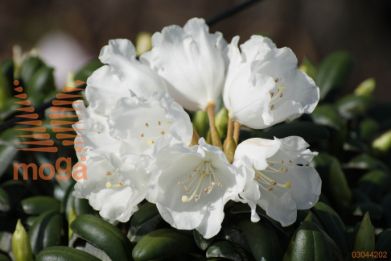 rododendron "Schneekissen"