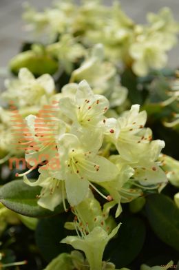 rododendron "Shamrock"