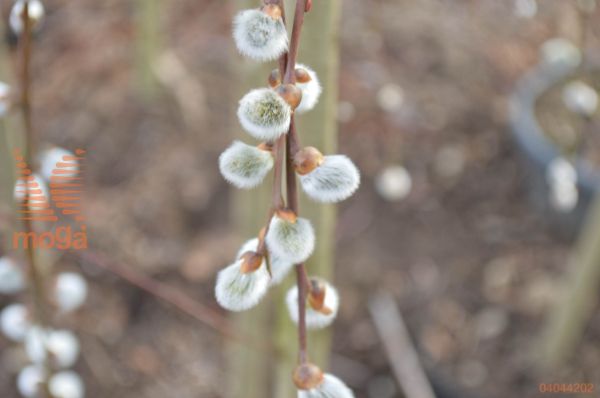 siva vrba "Rosmarinifolia"