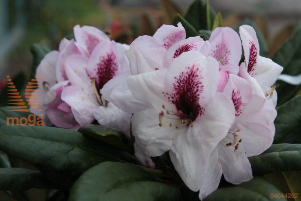 rododendron "Herbstfreude"