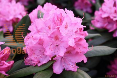 rododendron "English Roseum"