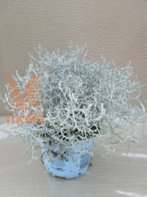 kalocefalus "Silver Bush"