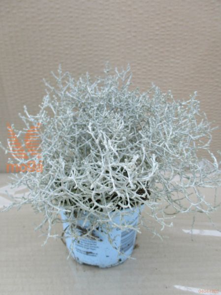 kalocefalus "Silver Bush"