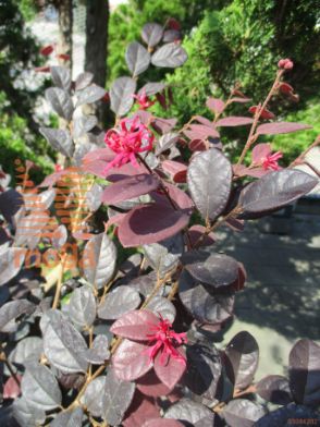 kitajski loropetalum "Fire Dance"