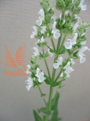 podlesna kadulja "Sensation Compact White"