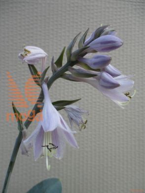 hosta "Halcyon"