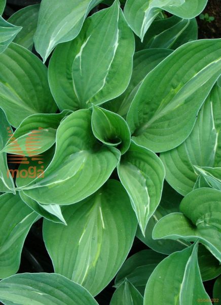 hosta "Striptease"