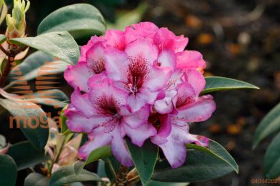 rododendron "Hans Hachmann"