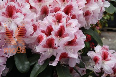 rododendron "Belami"