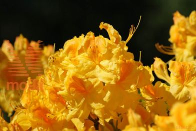 luteum rododendron "Goldpracht"