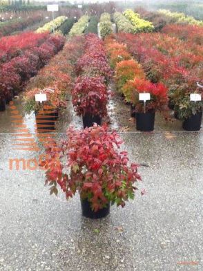 navadna nandina "Blushed Pink"