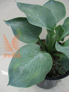 hosta "Bressingham Blue"