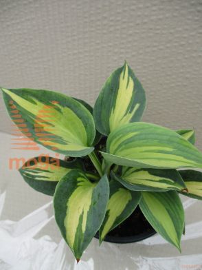 hosta "Dream Queen"