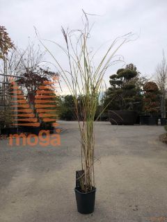 Miscanthus sinensis "Gracillimus" |P