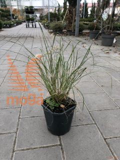 Pennisetum alopecuroides "Little Bunny" |P17