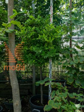 Magnolia stellata "Rosea" |1/2 deblo|C30