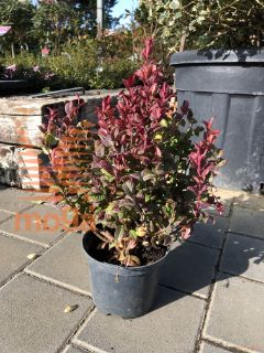 Leucothoe axillaris "Curly Red" ® |20-40|C