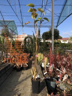 Actinidia chinensis "Hayward" |ženski|P