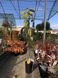 Actinidia chinensis "Tomuri" |moški|C