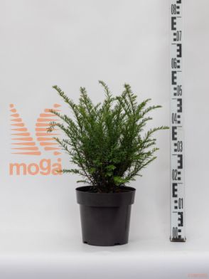 Taxus baccata "Renke's Kleiner Grüner" ® |20-25|FI:20-25|krogla|C2,5