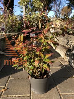 Leucothoe fontanesiana "Makijaz" ® |20-40|P17