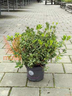 Rhododendron micranthum "Bloombux" ® |20-30|C2